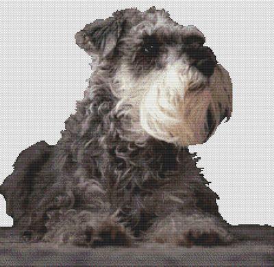 (image for) Schnauzer Watching